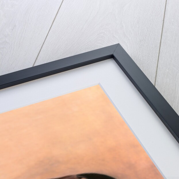 Study of a Saddled Bay Hunter by John Ferneley