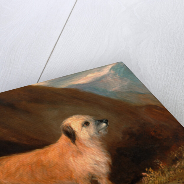 A Dandie Dinmont Terrier by John E. Ferneley Jr.