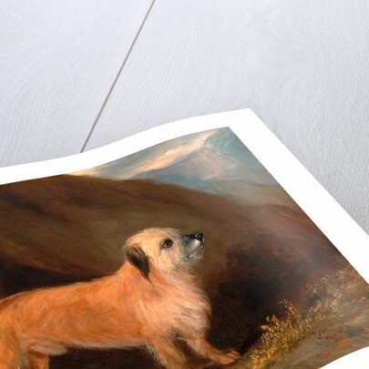 A Dandie Dinmont Terrier by John E. Ferneley Jr.