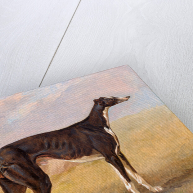 Turk, a greyhound, the property of George Lane Fox by George Garrard