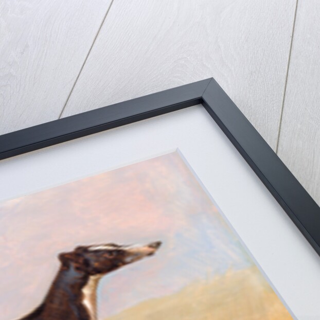Turk, a greyhound, the property of George Lane Fox by George Garrard