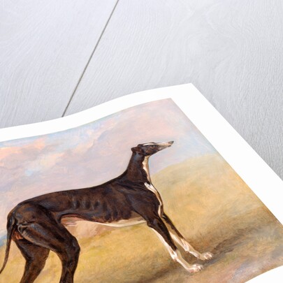 Turk, a greyhound, the property of George Lane Fox by George Garrard