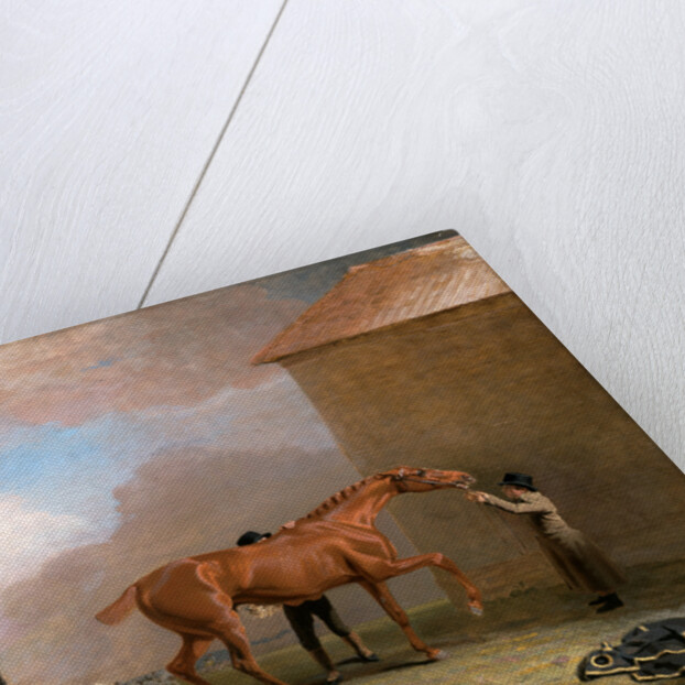 Muly Moloch being rubbed down at Newmarket by Benjamin Marshall