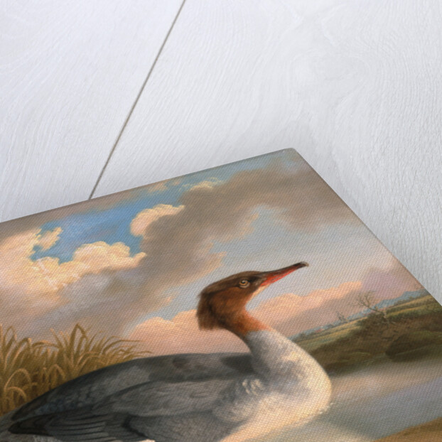 A Dun Diver (Goosander), Robert Wilkinson Padley, ca. 1775-1835 by Wilkinson Padley