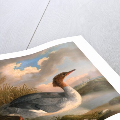 A Dun Diver (Goosander), Robert Wilkinson Padley, ca. 1775-1835 by Wilkinson Padley