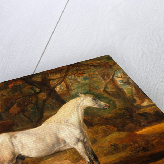 Grey Arabian stallion, the property of Sir Watkin Williams-Wynn by James Ward