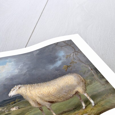 A Border Leicester Ewe by James Ward