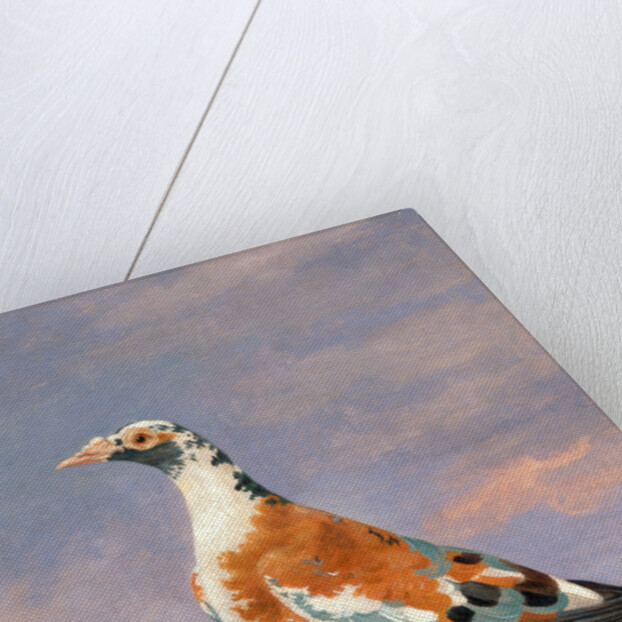 Studies of carrier pigeon by Dean Wolstenholme