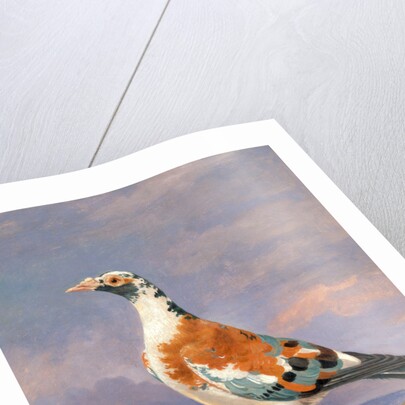 Studies of carrier pigeon by Dean Wolstenholme