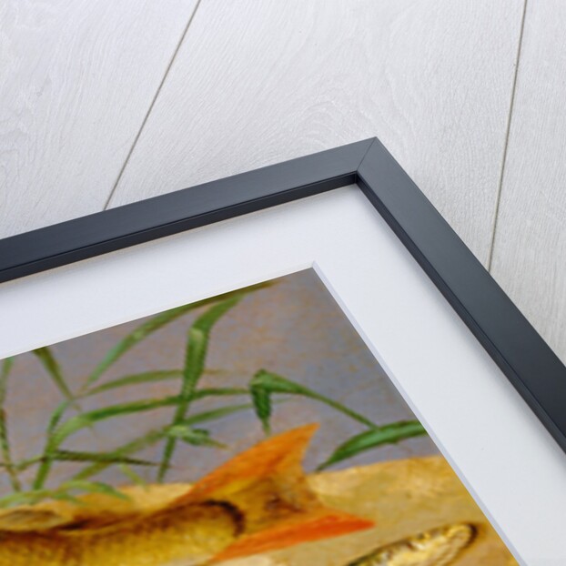 An Angler's Catch of Coarse Fish The Angler's Trophies by Dean Wolstenholme