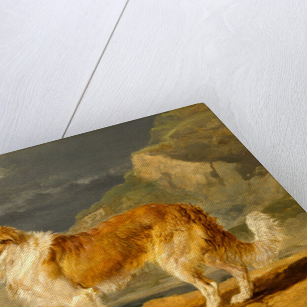 Rough-Coated Collie by James Ward