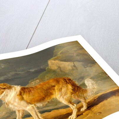 Rough-Coated Collie by James Ward