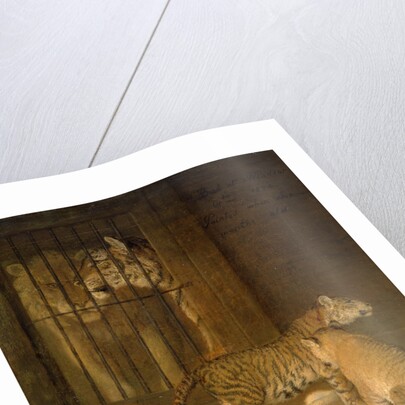 Group of Whelps Bred between a Lion and a Tigress by Jacques-Laurent Agasse