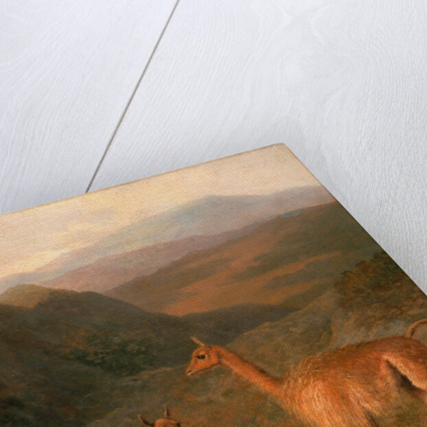 Three Vicunas by Jacques-Laurent Agasse