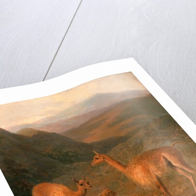 Three Vicunas by Jacques-Laurent Agasse