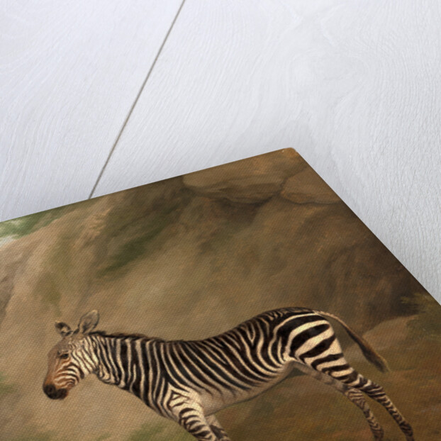 Zebra by Jacques-Laurent Agasse