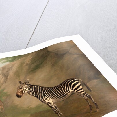 Zebra by Jacques-Laurent Agasse