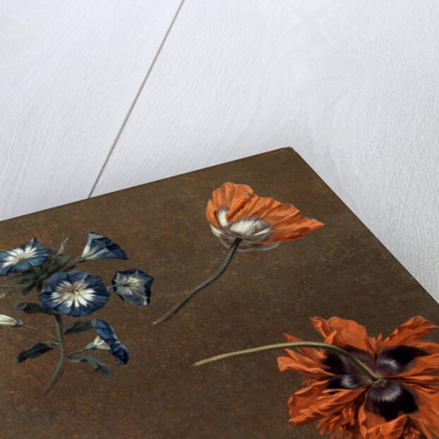 Poppies and Tradascanthus by Anonymous