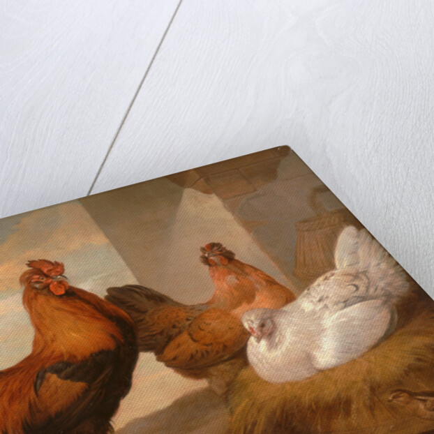 Domestic Cock, Hens, and Chicks by Francis Barlow