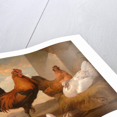 Domestic Cock, Hens, and Chicks by Francis Barlow