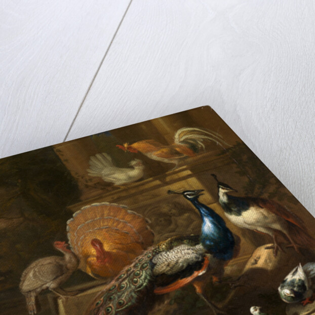 Peacocks, Doves, Turkeys, Chickens and Ducks by a Classical Ruin by Marmaduke Cradock