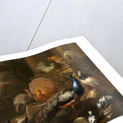 Peacocks, Doves, Turkeys, Chickens and Ducks by a Classical Ruin by Marmaduke Cradock