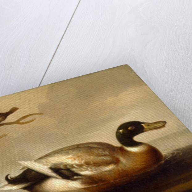 Mallard Duck and Other Birds A Mallard Drake Swimming by Anonymous