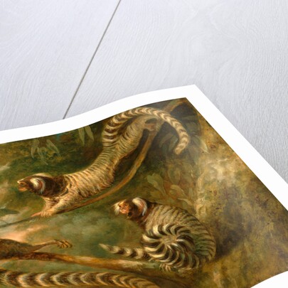 A Marmoset in Three Attitudes by George Garrard