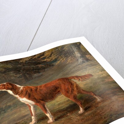 Ranger, a setter, the property of Elizabeth Gray Ranger by George Garrard