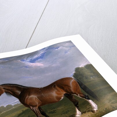 A Clydesdale Stallion by John Frederick Herring