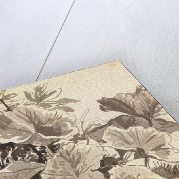 Study of Coltsfoot Leaves by Franz Innocenz Kobell