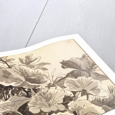 Study of Coltsfoot Leaves by Franz Innocenz Kobell