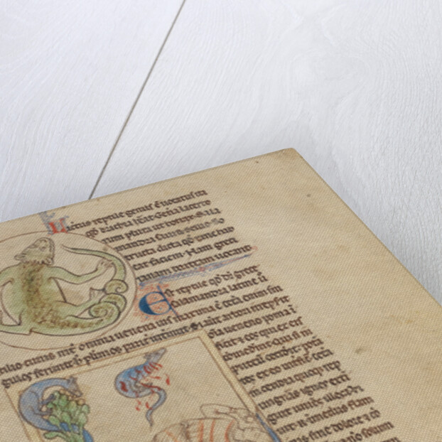 A Lizard, Salamanders by Anonymous