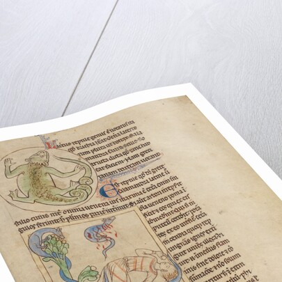 A Lizard, Salamanders by Anonymous