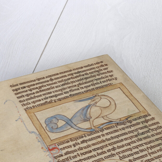 A Scitalis, An Amphisbaena by Anonymous