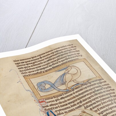 A Scitalis, An Amphisbaena by Anonymous