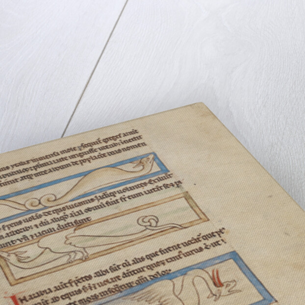 A Boa, A Jaculus, A Siren by Anonymous