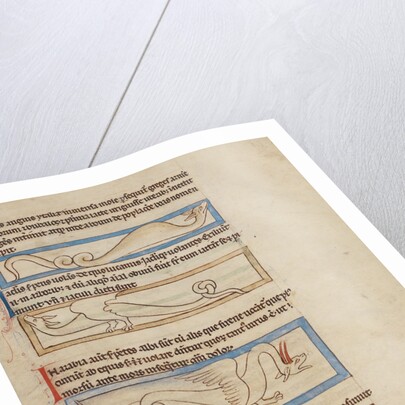 A Boa, A Jaculus, A Siren by Anonymous