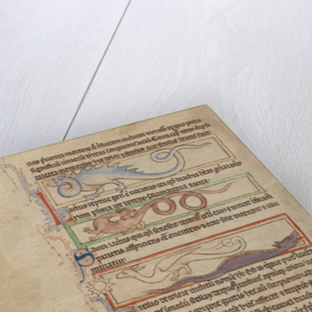 A Seps, A Lizard, A Saura, A Newt by Anonymous