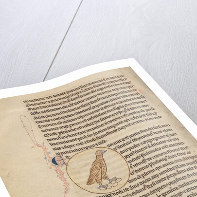 A Partridge by Anonymous