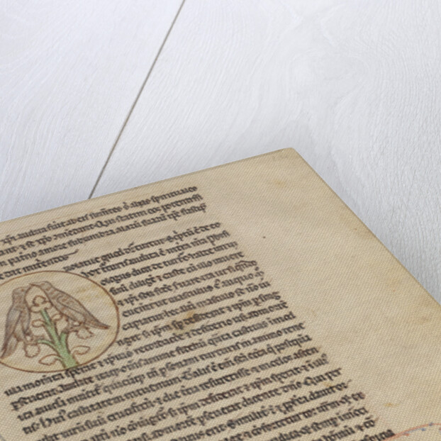 Turtledoves, Doves by Anonymous