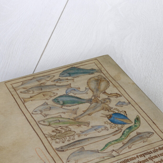 Fish and Sea Monsters by Anonymous