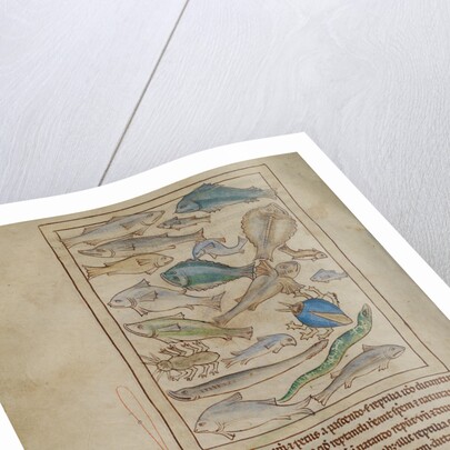 Fish and Sea Monsters by Anonymous