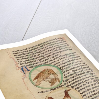 A Hawk, Magpies by Anonymous