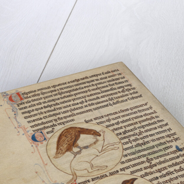 A Raven, A Crow by Anonymous