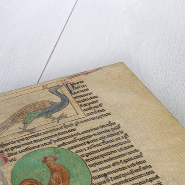 A Peacock, A Rooster by Anonymous