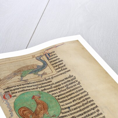 A Peacock, A Rooster by Anonymous