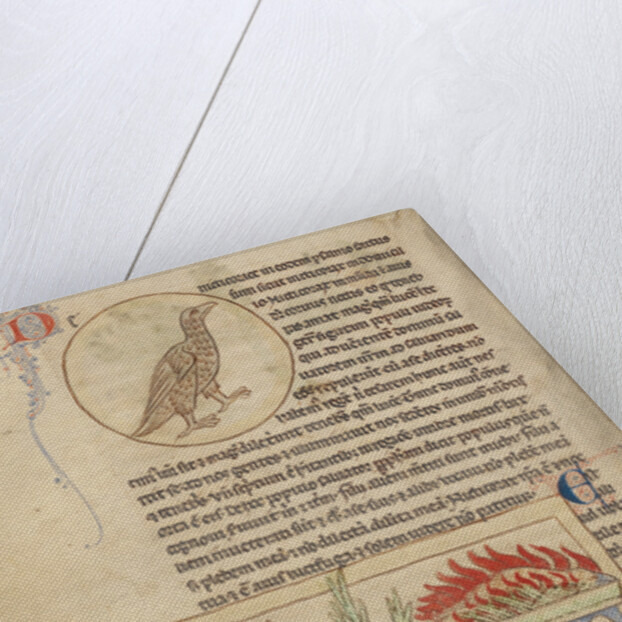 An Owl, Phoenixes by Anonymous