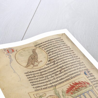 An Owl, Phoenixes by Anonymous