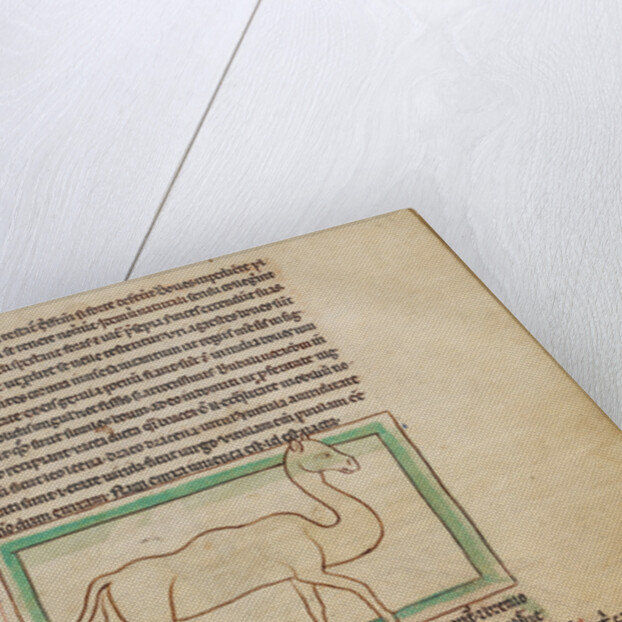 A Camel by Anonymous